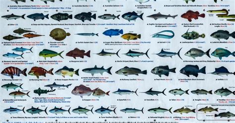 List of fish families .